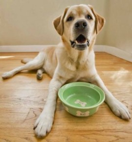 The Benefits of Probiotics for Your Pet