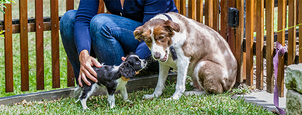 No More Boring Bowls™! How To (Safely) Bring Excitement to Your Dog’s Bowl with Mixers and Toppers