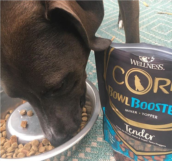 No More Boring Bowls™! How To (Safely) Bring Excitement to Your Dog’s Bowl with Mixers and Toppers