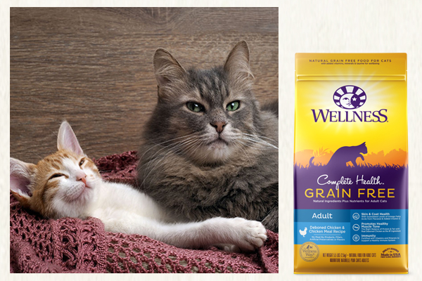 The Wellness CATalog: Decoding curious cat behaviors and finding food to fit each