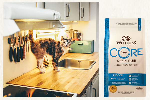 The Wellness CATalog: Decoding curious cat behaviors and finding food to fit each