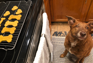 Do-It-Yourself Pumpkin Dog Treats Featuring CORE Marrow Roasts