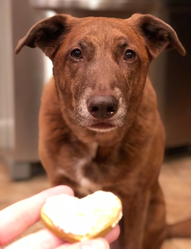 Do-It-Yourself Pumpkin Dog Treats Featuring CORE Marrow Roasts