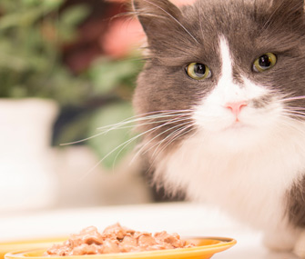 Pam’s 10 Tips for Creating Mealtime Success When Feeding Your Cat