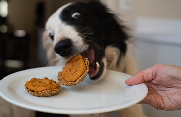 Three Healthy Holiday Treats That Your Dog Will Love