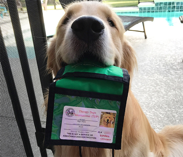 Kono the Golden Retriever Becomes a Therapy Dog