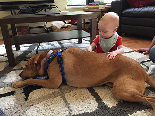 Wellness Employee Diary: Adopting a Dog with a Baby at Home