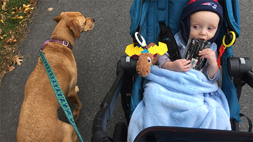 Wellness Employee Diary: Adopting a Dog with a Baby at Home