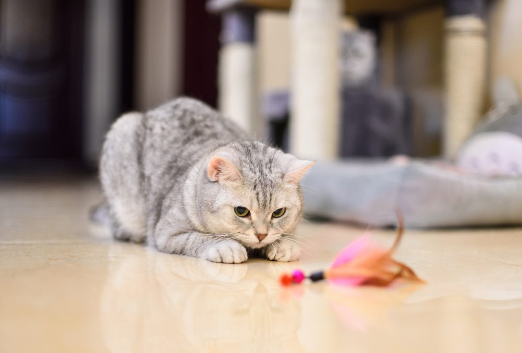 Understanding Feline Behaviour and Providing Enrichment to Indoor Cats