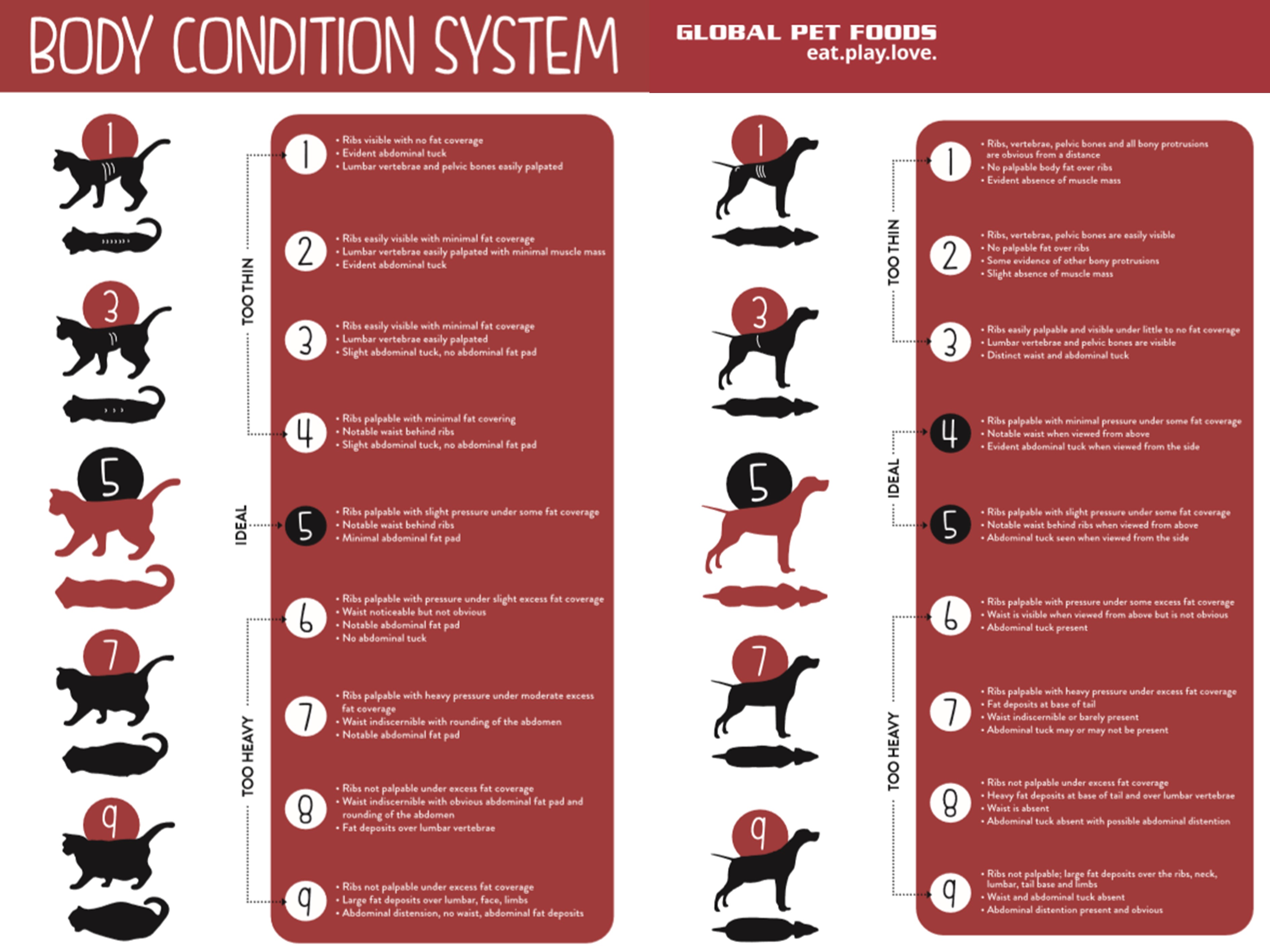 Creating a Weight Loss Plan for Your Pet