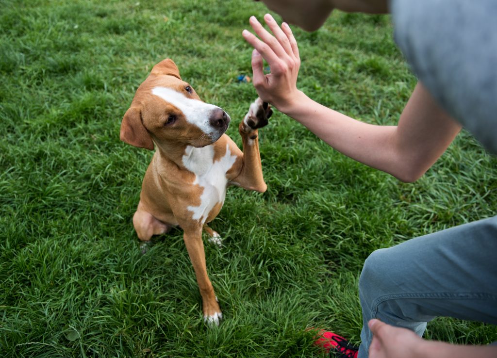 Treats can be a Valuable Source of Nutrition for your Pet