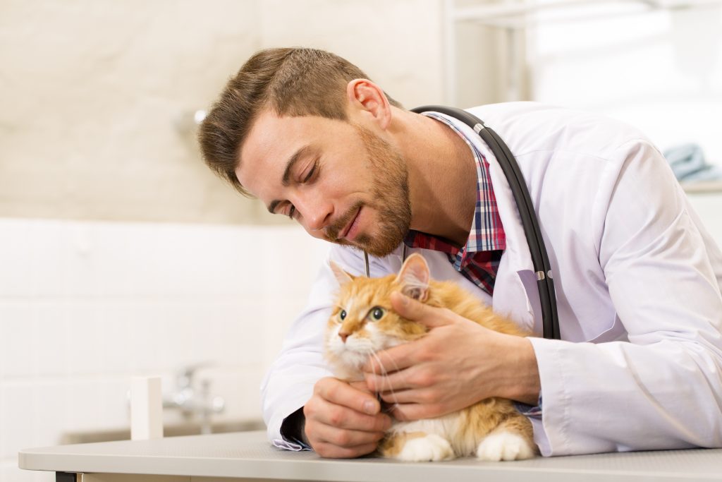 Is free feeding your cat the best option?