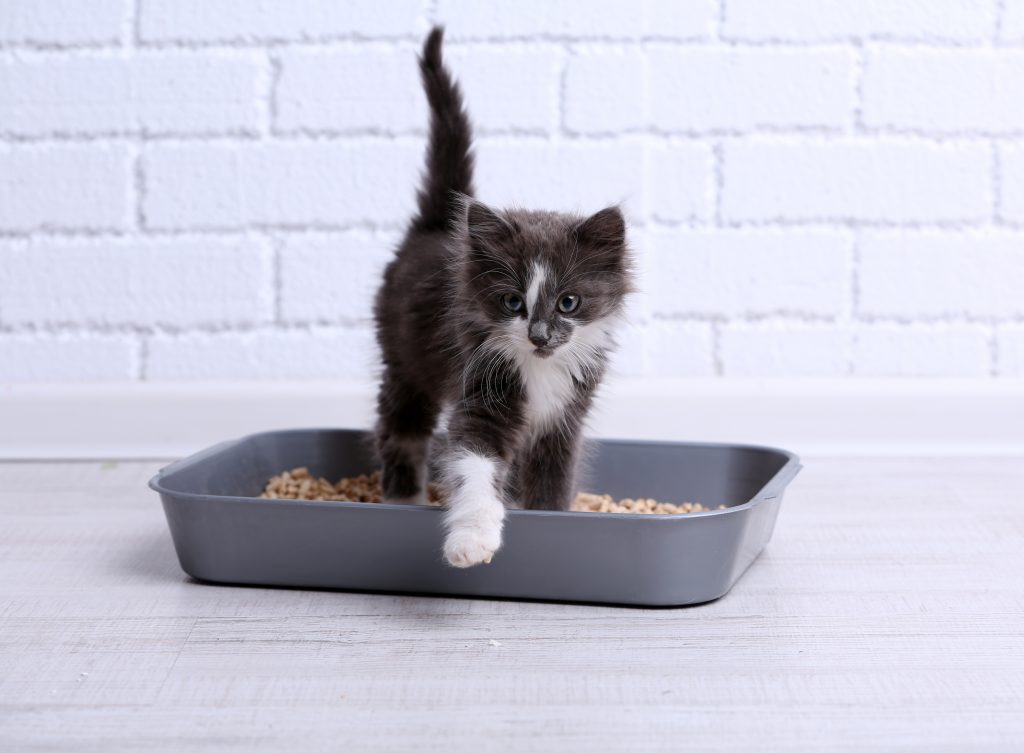 Litter Box Woes: 3 ways a higher quality diet can help!