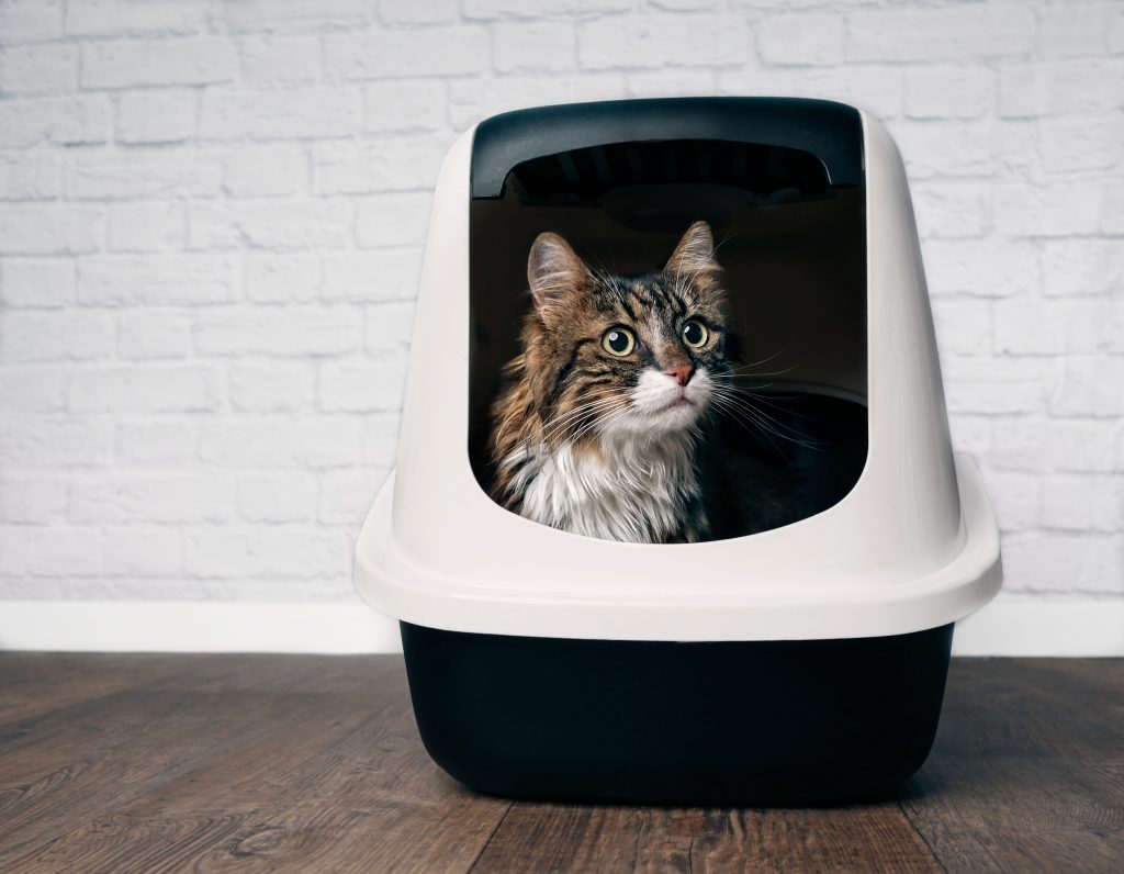 Litter Box Woes: 3 ways a higher quality diet can help!