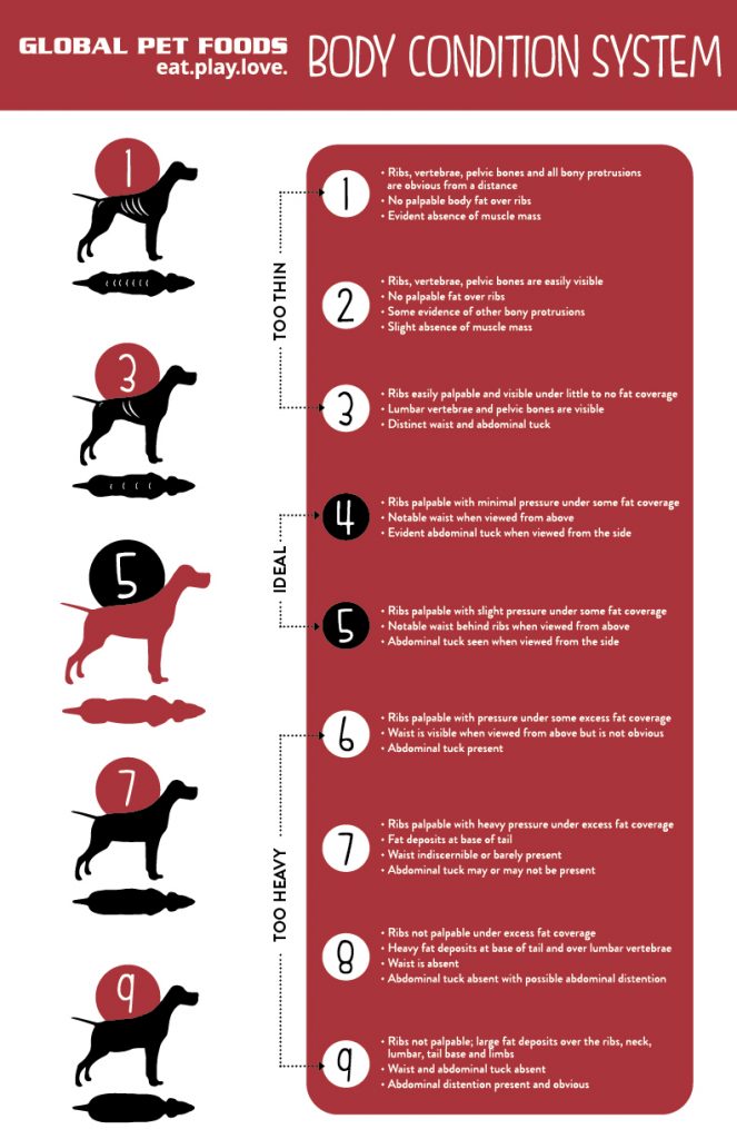 Calcium For Large Breed Puppies